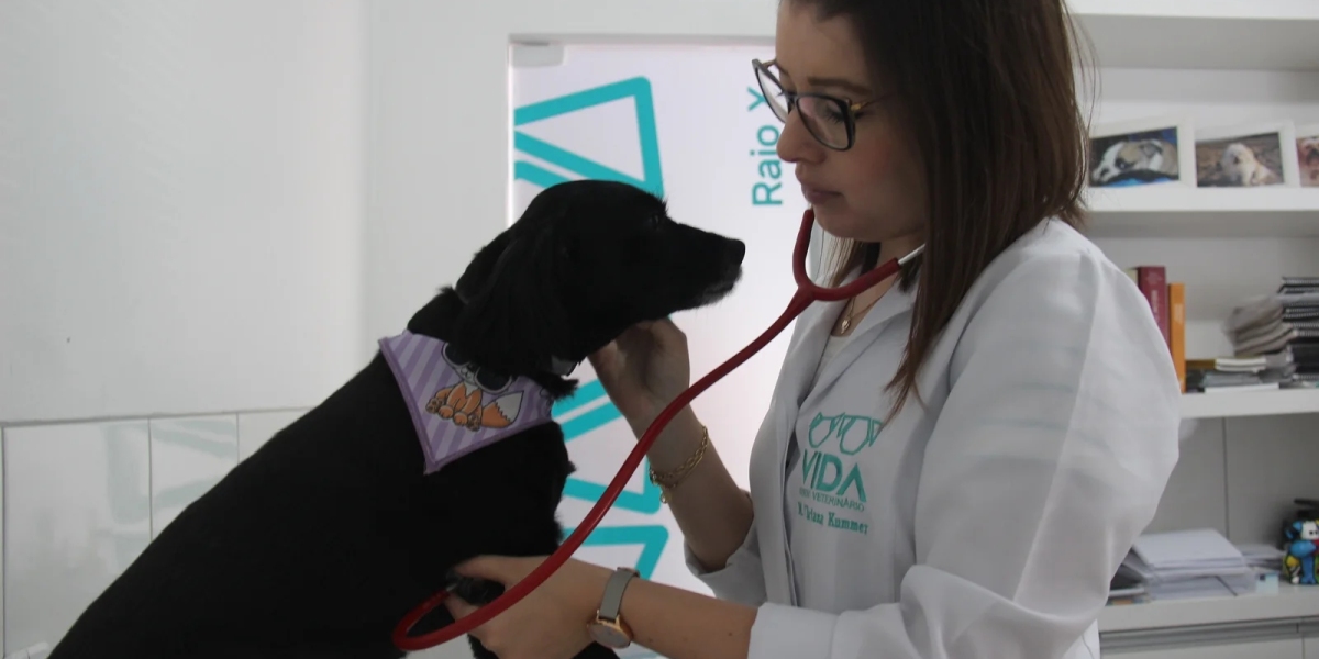 Radiografía para perros y gatos: Tipos, ventajas y precios 2024