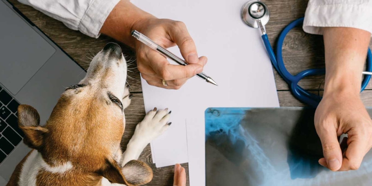 Dog Echocardiograms: What to Expect