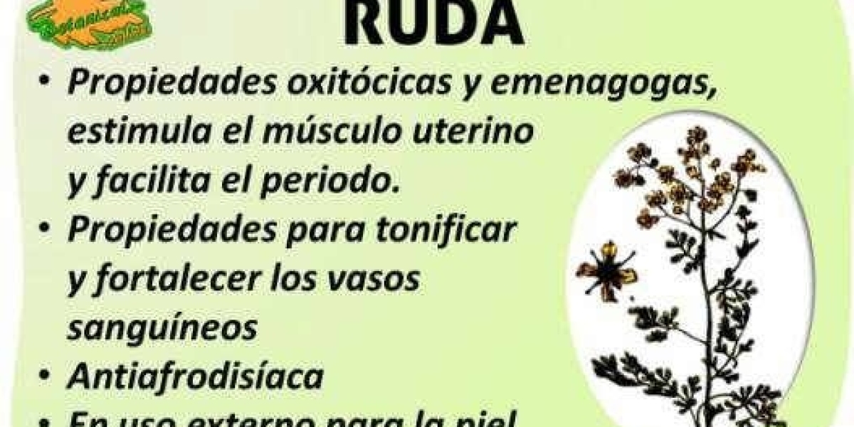 Ruda: Descubre los Poderosos Beneficios de Esta Planta Medicinal Milenaria