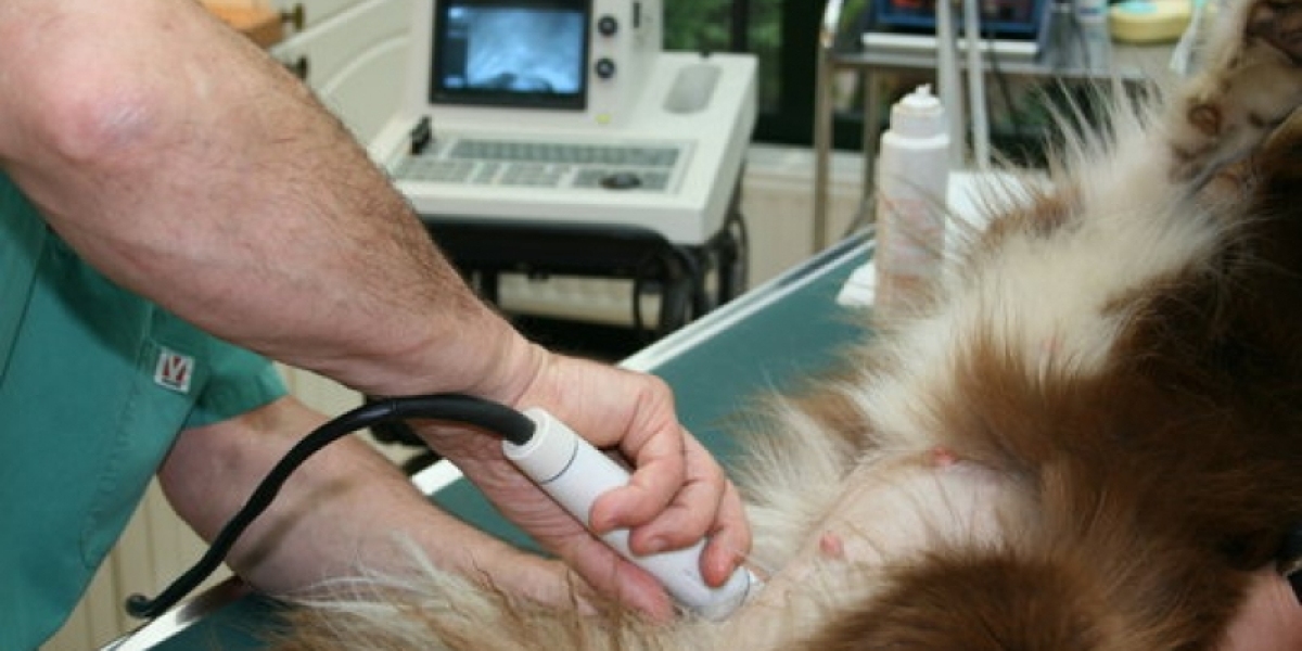 How Much Does a Dog X-Ray Cost? Pricing 2024 Guide