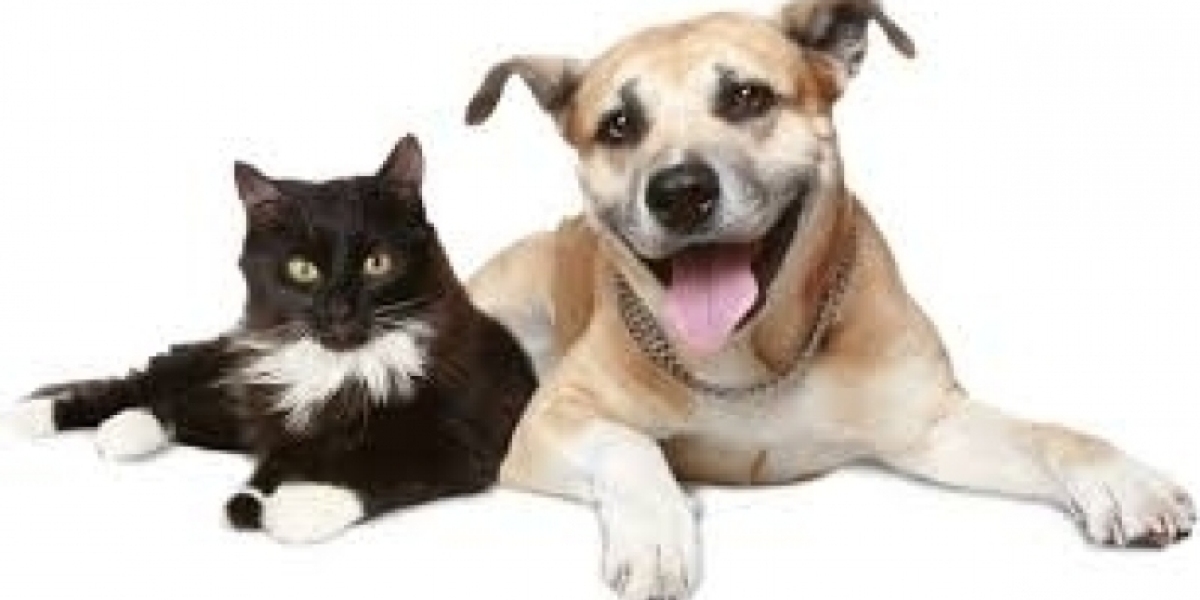 Best Blood Pressure Monitoring Options for Dogs and Cats site:name